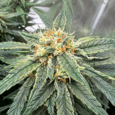 Original Auto Jack Herer growlog timeline photo