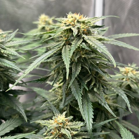 Original Auto Jack Herer growlog timeline photo