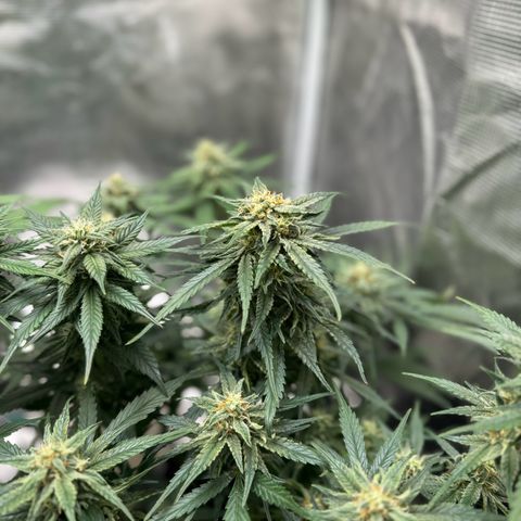 Original Auto Jack Herer growlog timeline photo