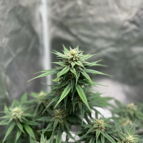 Gelato Auto growlog timeline photo