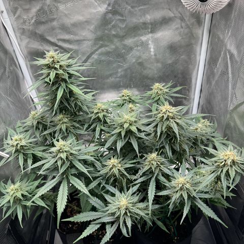 Gelato Auto growlog timeline photo