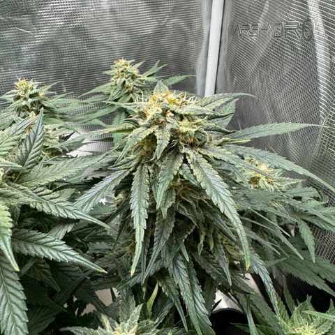 Original Auto Jack Herer growlog timeline photo
