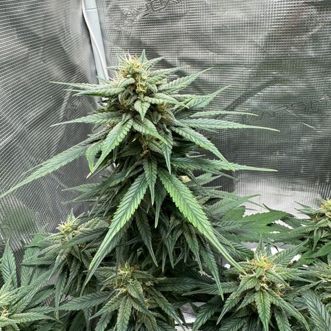 Gelato Auto growlog timeline photo