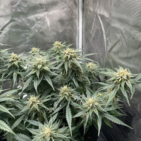 Original Auto Jack Herer growlog timeline photo