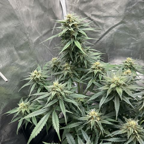 Gelato Auto growlog timeline photo