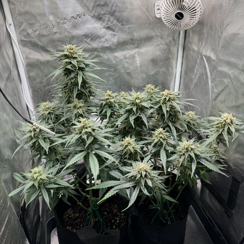 Gelato Auto growlog timeline photo