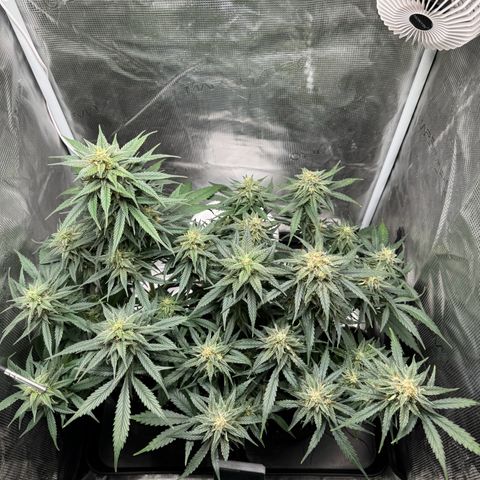 Gelato Auto growlog timeline photo
