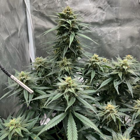 Gelato Auto growlog timeline photo