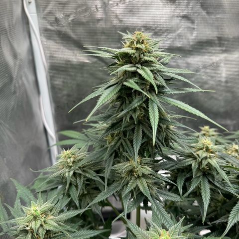Gelato Auto growlog timeline photo