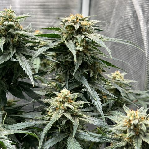 Original Auto Jack Herer growlog timeline photo
