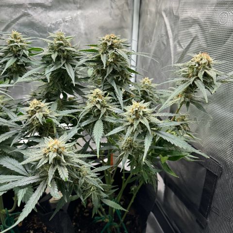 Original Auto Jack Herer growlog timeline photo