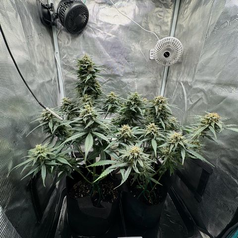 Gelato Auto growlog timeline photo