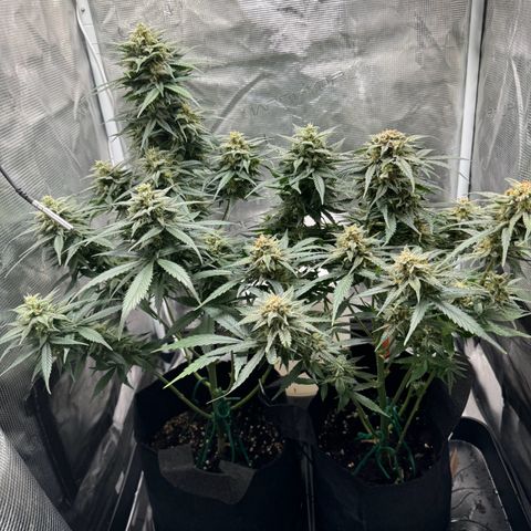 Gelato Auto growlog timeline photo