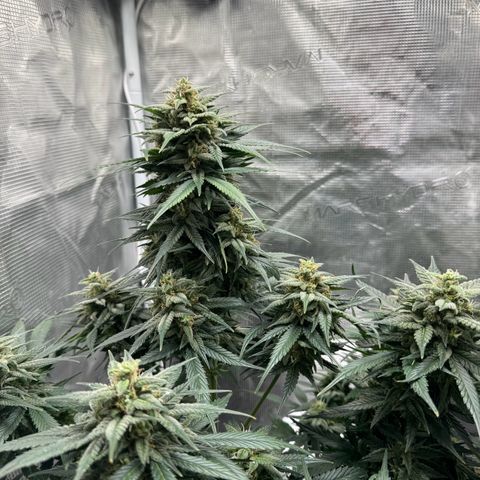 Gelato Auto growlog timeline photo