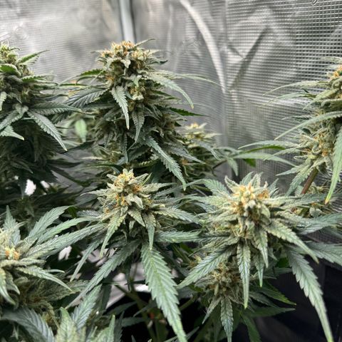 Original Auto Jack Herer growlog timeline photo