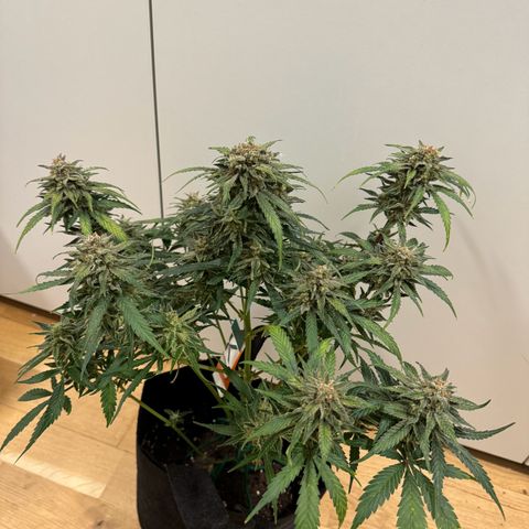 Original Auto Jack Herer growlog timeline photo