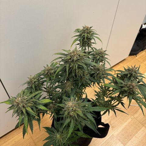 Original Auto Jack Herer growlog timeline photo