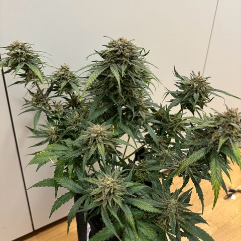 Original Auto Jack Herer growlog timeline photo