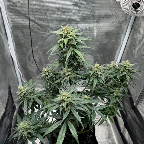 Gelato Auto growlog timeline photo