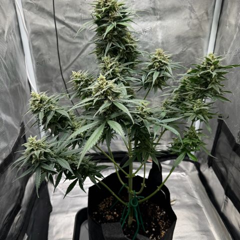 Gelato Auto growlog timeline photo