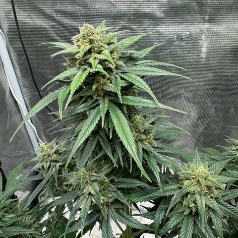 Gelato Auto growlog timeline photo