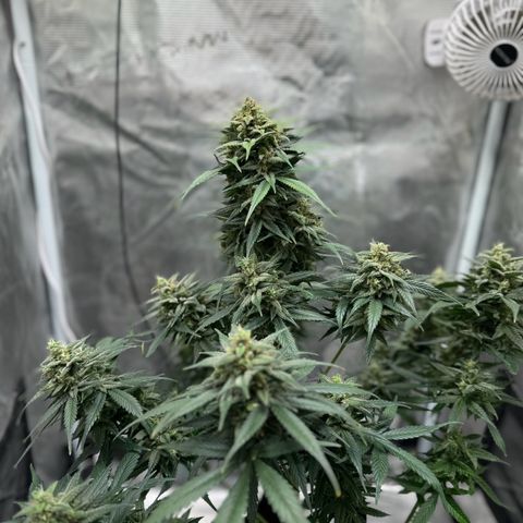 Gelato Auto growlog timeline photo