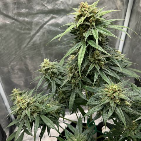 Gelato Auto growlog timeline photo