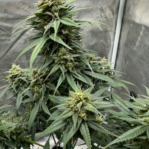 Gelato Auto growlog timeline photo