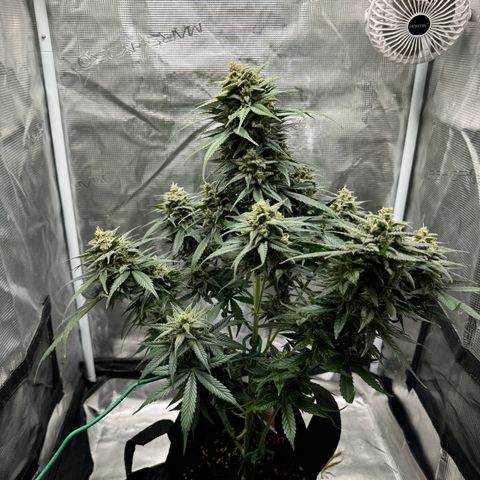 Gelato Auto growlog timeline photo