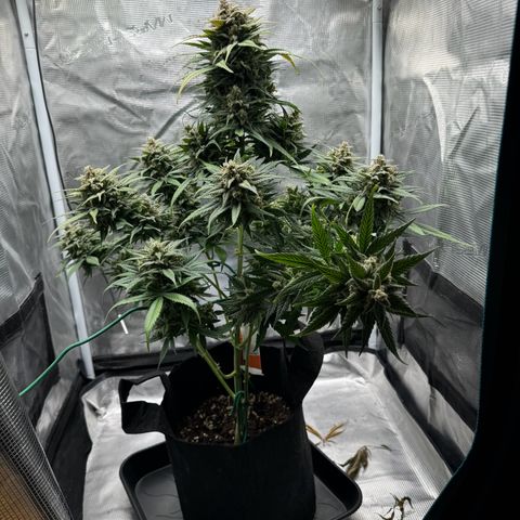 Gelato Auto growlog timeline photo