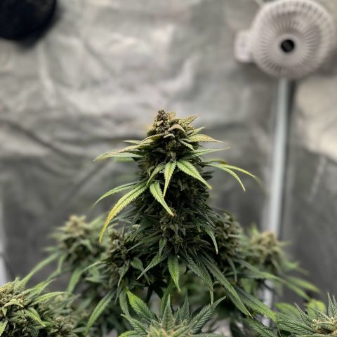 Gelato Auto growlog timeline photo