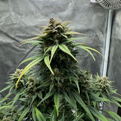 Gelato Auto growlog timeline photo