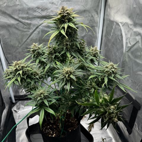 Gelato Auto growlog timeline photo