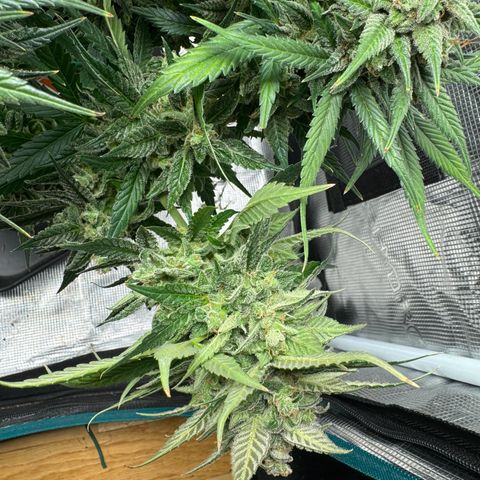 Gelato Auto growlog timeline photo