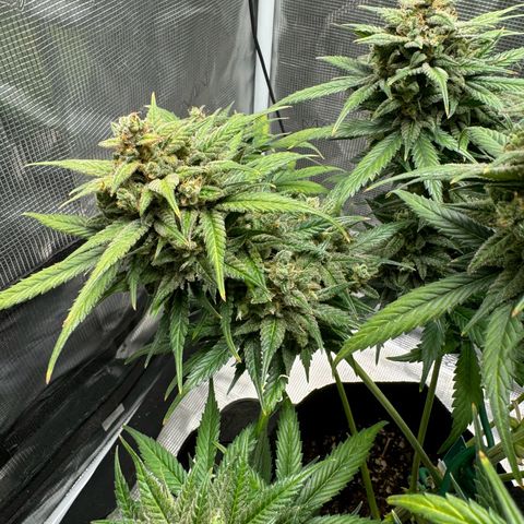 Gelato Auto growlog timeline photo