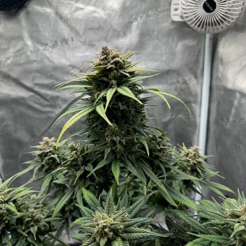 Gelato Auto growlog timeline photo