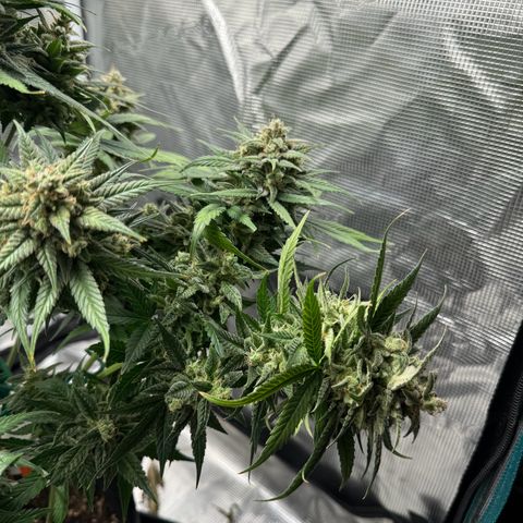 Gelato Auto growlog timeline photo