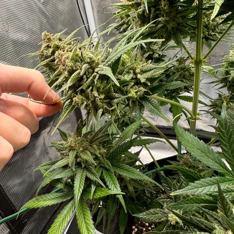 Gelato Auto growlog timeline photo