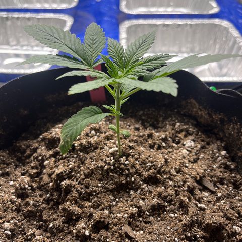 Wedding cake #2 (pheno hunt) growlog photo: Pinch time 
