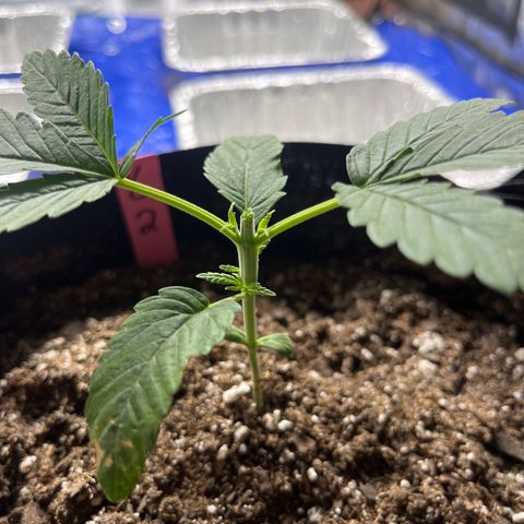 Wedding cake #2 (pheno hunt) growlog photo: Pinch time 