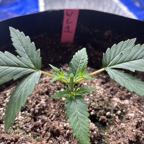 Wedding cake #1 (pheno hunt) growlog photo: Pinch at second node
