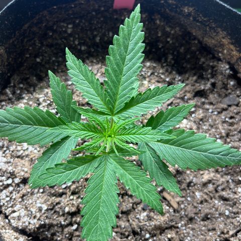Wedding cake #1 (pheno hunt) growlog photo: Pinch at second node