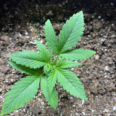 Wedding cake #3 (pheno hunt) growlog photo: No pinch today! Much smaller, not ready 