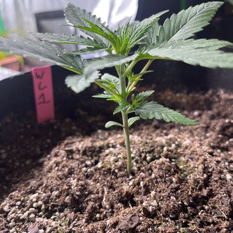 Wedding cake #1 (pheno hunt) growlog photo: Pinch at second node