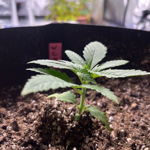 Wedding cake #3 (pheno hunt) growlog photo: No pinch today! Much smaller, not ready 