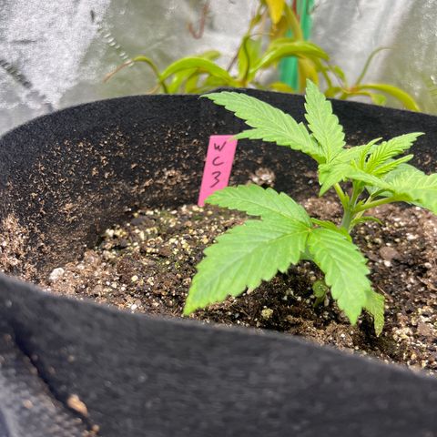 Wedding cake #3 (pheno hunt) growlog timeline photo