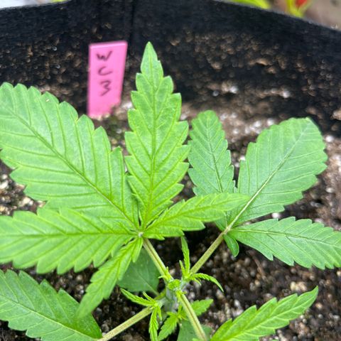 Wedding cake #3 (pheno hunt) growlog timeline photo