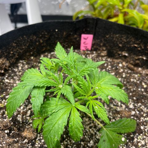 Wedding cake #3 (pheno hunt) growlog photo: 1 week after pinch