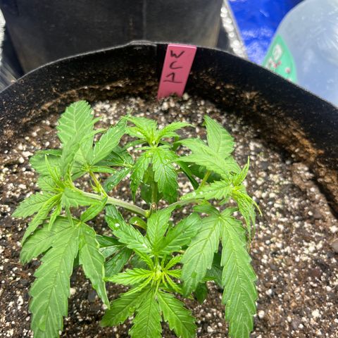 Wedding cake #1 (pheno hunt) growlog photo: 1 week after pinch 