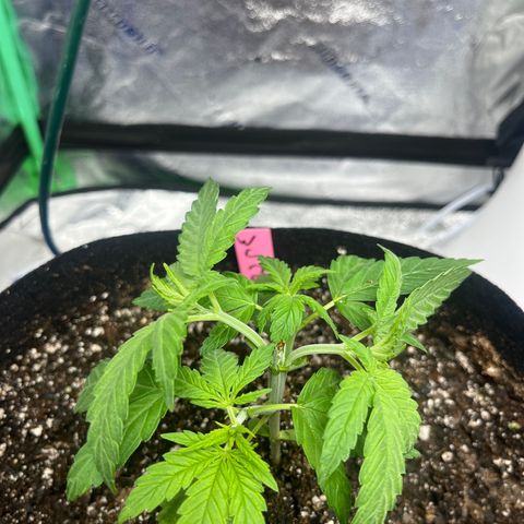 Wedding cake #2 (pheno hunt) growlog photo: 1 week after pinch 